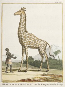 Giraffe eller Kameel-paart, illustration fra 