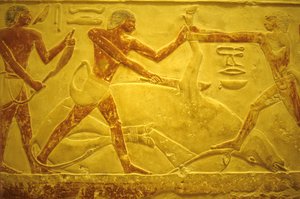 Det gamle Egypten, Vægudskæring/maleri, Mastaba/Tomb of Idout, Saqqara, 2323-2150 f.Kr., Tyr slagtet til offergave (foto) af School Egyptian