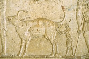 Det gamle Egypten, Vægudskæring/maleri, Petosiris grav, Tuna Gabel, Tuna el Gebel, 300 f.Kr, Hjælpe en ko med at føde (foto) af School Egyptian