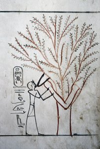 Luxor, Theben: Kongernes dal. Grav for Thutmosis (Tuthmosis eller Thutmes) III (-1504 - -1450), Farao af Egypten. af School Egyptian