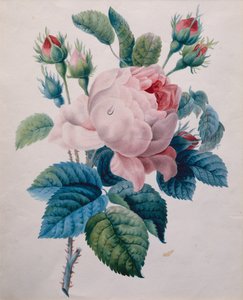 En rose (blyant og akvarel) af School French