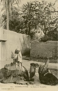 The Camel Driver