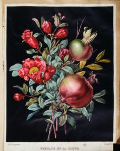 Granatæble og dens blomst - botanisk bord af School French