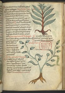 Harley 4986, f. 39 Agurk; Cannabis fra 