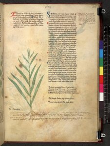 Egerton 747 Tractatus de herbis (urte) c.1280-1310 (blæk & farve på vellum) af School Italian
