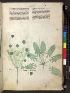 Egerton 747 Tractatus de herbis (urte) c.1280-1310 (blæk & farve på vellum) af School Italian