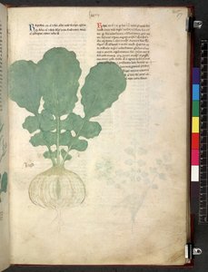 Egerton 747 Tractatus de herbis (urte) c.1280-1310 (blæk & farve på vellum) af School Italian