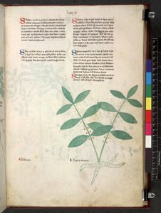 Egerton 747 Tractatus de herbis (urte) c.1280-1310 (blæk & farve på vellum) af School Italian