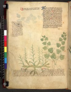 Egerton 747 Tractatus de herbis (urte) c.1280-1310 (blæk & farve på vellum) af School Italian