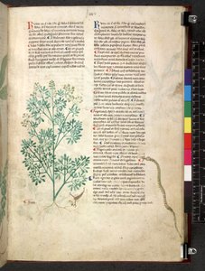 Egerton 747 Tractatus de herbis (urte) c.1280-1310 (blæk & farve på vellum) af School Italian
