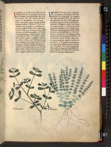 Egerton 747 Tractatus de herbis (urte) c.1280-1310 (blæk & farve på vellum) af School Italian