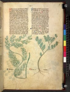 Egerton 747 Tractatus de herbis (urte) c.1280-1310 (blæk & farve på vellum) af School Italian