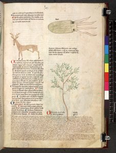 Egerton 747 Tractatus de herbis (urte) c.1280-1310 (blæk & farve på vellum) af School Italian