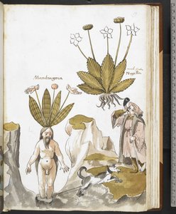 Harley MS 3736 f.59r En mandrake, der trækkes ud af en hund, fra 