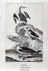 Grebe, Culterneb og Pelican fra A History of the Earth and Animated Nature, London 1816 (kobberpladegravering) af School Spanish
