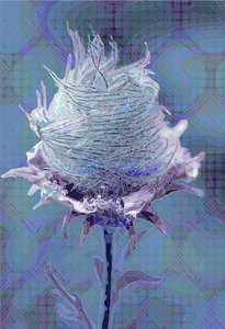 Wood Avens4, 2019 af Scott J. Davis