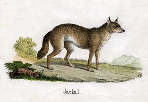 Antik tryk af en sjakal af Scottish School