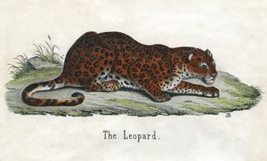 Antik tryk af en afrikansk leopard af Scottish School
