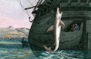 Stor hvid haj fanget på havet af Scottish School