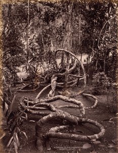 En slyngplante i Peradeniya Gardens, Ceylon af Scowen and Co.
