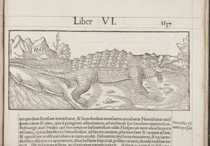 Cosmographia, Fol 1137, 1544 af Sebastian Munster