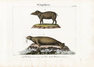 Tapir og arktisk hvalros af Senior Meyer