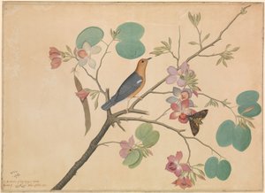 En orangehovedet jorddrossel og en dødshovedmøl på en gren af en lilla ibenholtorkidé af Shaikh Zain ud Din (fl.1777 83)