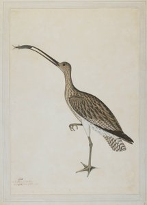 Eastern Curlew fortærer en mudderskipper af Shaikh Zain ud Din (fl.1777 83)
