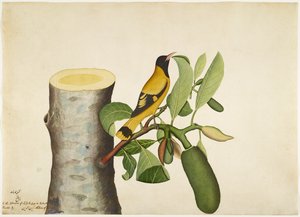 Oriole med sort hætte og insekt på jackfrugtstub, folio fra en serie bestilt af Lady Impey, 1778