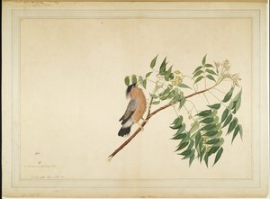 Brahminy Starling på Neem Tree Branch, folio fra en serie bestilt af Lady Impey, 1780