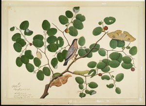 Brahminy Starling with Two Antheraea Moths, Caterpillar and Cocoon on Indian Jujube Tree, folio fra en serie bestilt af Lady Impey, 1777