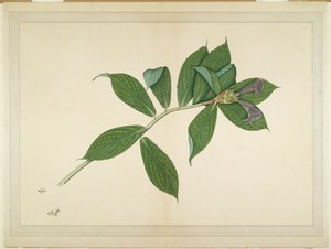 Crepe Ginger Plant, folio fra en serie bestilt af Lady Impey, ca. 1780