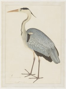 Grey Heron, folio fra en serie bestilt af Lady Impey, ca. 1780-82
