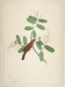 Hwamei på Terminalia Branch, folio fra en serie bestilt af Lady Impey, 1780