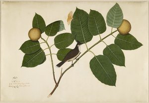 Rød whiskered Bulbul og Aganais Ficus Moth på Kadamba Branch, folio fra en serie bestilt af Lady Impey, 1777