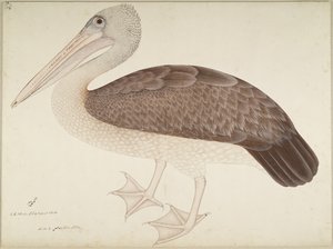 Spotbilled Pelican, folio fra en serie bestilt af Lady Impey, ca. 1780-82