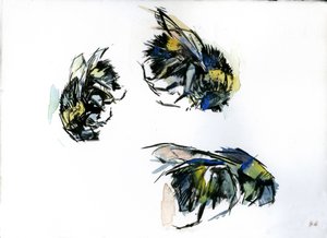 Bee Studies, 2024 (blæk på papir)