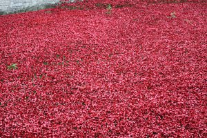 Blood Swept Lands and Seas of Red, Tower of London, 2014. af Sheldon Marshall