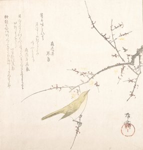 Nymåne, Nattergal på en blommegren, 1800-tallet., 1800-tallet. af Shinsai