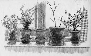 Døde planter i en vindueskarm, 1952. af Shirley Markham