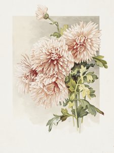 Krysantemum af Sidney Thomas Callowhill
