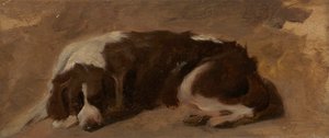 En spaniel liggende