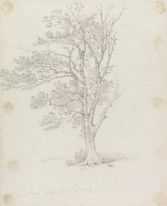 Træ i Easton Park af Sir George Howland Beaumont seventh Baronet