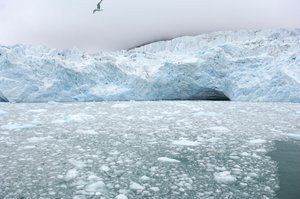 Isklumper fra nærliggende gletsjere flyder i det arktiske hav, Svalbardøerne, Norge, 2022 (foto) af Sisse Brimberg