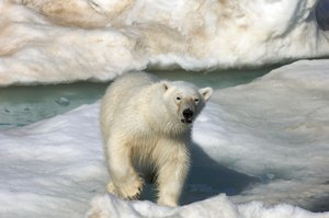 Isbjørn (Ursus maritimus) går over en isflage, Svalbardøerne, Norge, 2022 (foto) af Sisse Brimberg