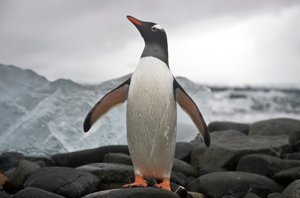Portræt af en æselpingvin, Pygoscelis papua. Antarktis, 2022 (foto) af Sisse Brimberg