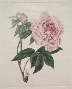 Kinesisk træpæon (Paeonia suffruticosa) af Smith