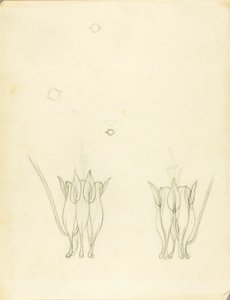 Akacier af Solon H. Borglum