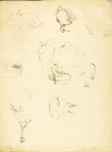 Studier af dyr af Solon H. Borglum