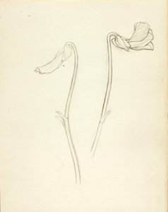 Lukket og åben blomst af Solon H. Borglum